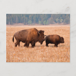 Amerikansk bison (Bison bison) ko och kalv Vykort