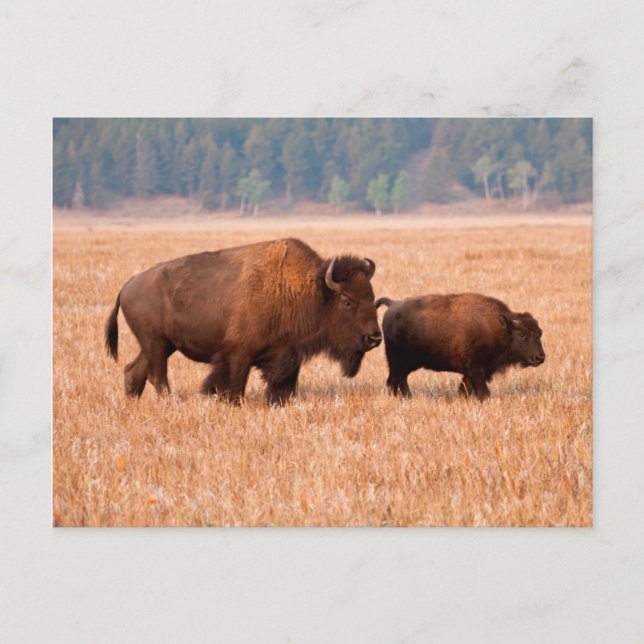 Amerikansk bison (Bison bison) ko och kalv Vykort (Framsida)