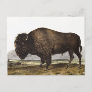 Amerikansk Bison (Bos Americanus) Illustration Vykort