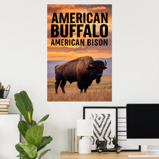 Amerikansk bison Buffalo Poster