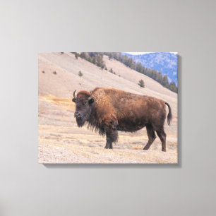 Amerikansk Bison Fotografi, Yellowstone Canvastryck