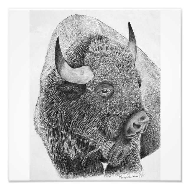 Amerikansk bison fototryck (Framsidan)