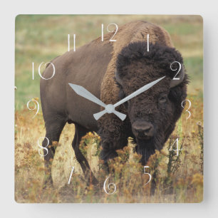 Amerikansk bison fyrkantig klocka