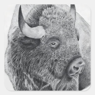 Amerikansk bison fyrkantigt klistermärke