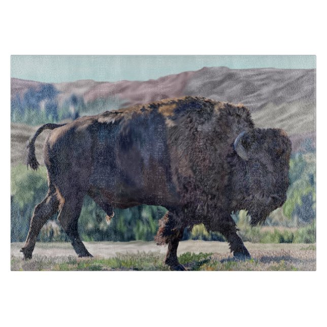 Amerikansk Bison Gräsmark Rustik Western (Framsidan)