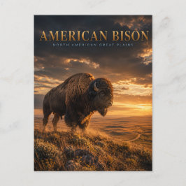 Amerikansk Bison Great Plains DJUR Vykort