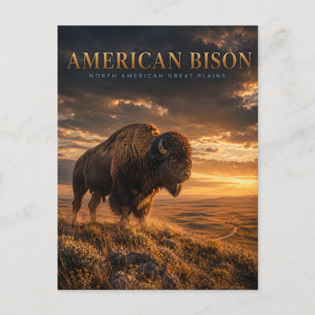 Amerikansk Bison Great Plains DJUR Vykort (Framsida)