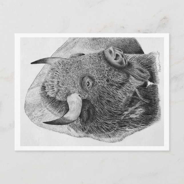 Amerikansk bison helg vykort (Framsida)