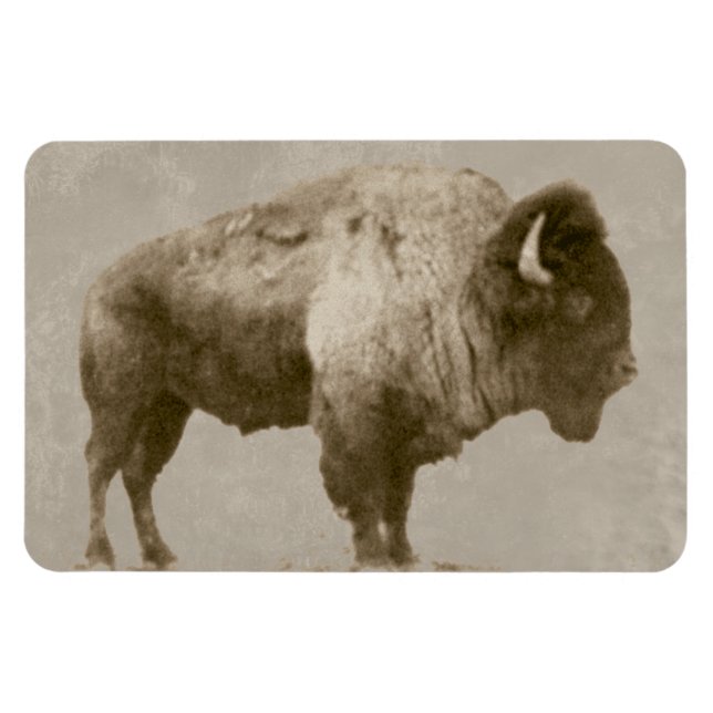Amerikansk bison magnet (Horisontell)