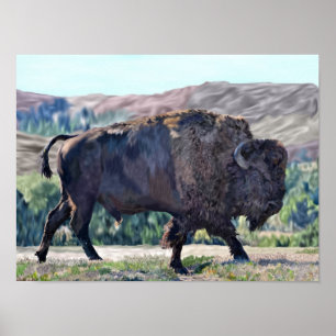 Amerikansk Bison Poster