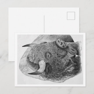 Amerikansk bison vykort