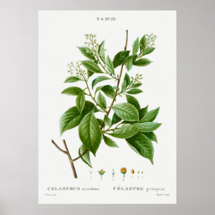 Amerikansk bittersöt Celastrus scanden från Trait Poster