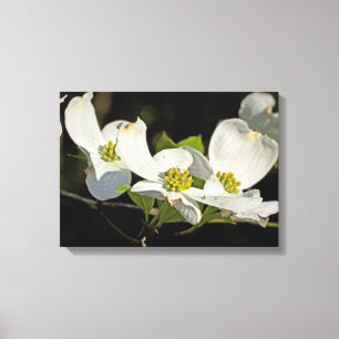 Amerikansk Blommar Dogwood Flowers Cornus florida Canvastryck