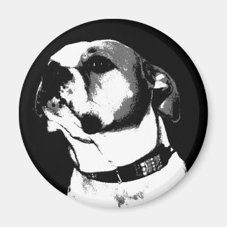 Amerikansk bulldocka magnet