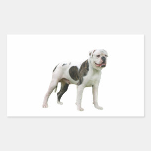 Amerikansk Bulldog - Brun-vit Rektangulärt Klistermärke