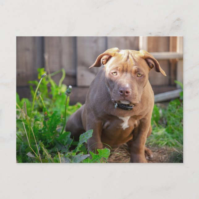 Amerikansk bulldogg-valp vykort (Framsida)