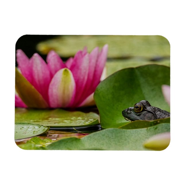Amerikansk bullfrog bland Vatten Lilies Magnet (Horisontell)
