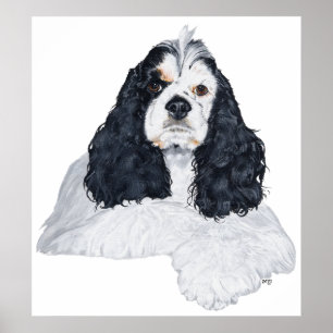 Amerikansk Cocker Spaniel Poster