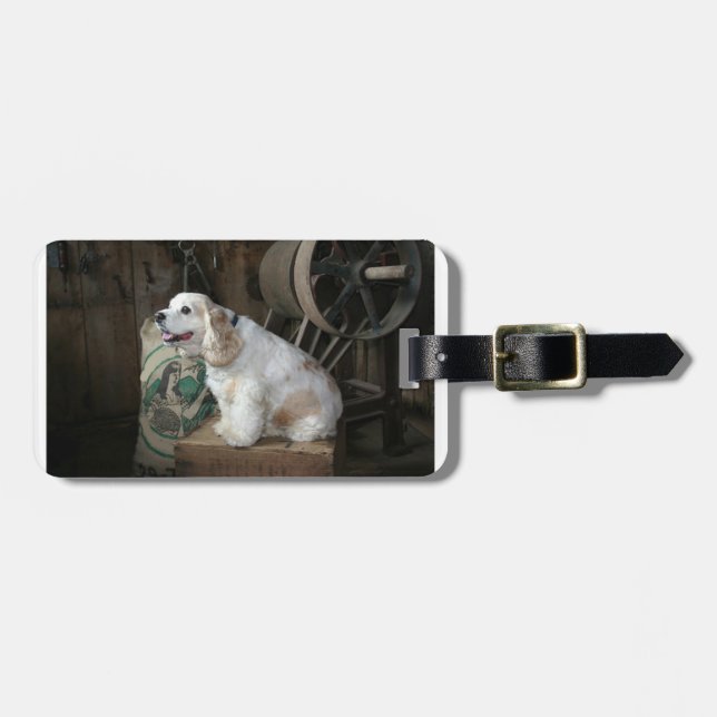 amerikansk cocker spaniel sittande bagagebricka (Horisontell Framsida)