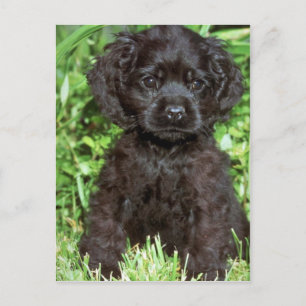 Amerikansk Cocker Spaniel Vykort