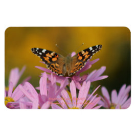 Amerikansk Dam Butterfly Perennial Clara Curtis 4x Magnet