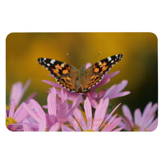 Amerikansk Dam Butterfly Perennial Clara Curtis 4x Magnet (Horisontell)