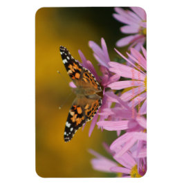 Amerikansk Dam Butterfly Perennial Clara Curtis 4x Magnet
