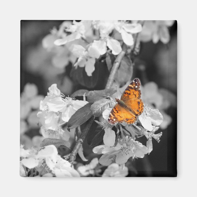 Amerikansk Dam-fjäril på Apple Blommar Magnet (Framsidan)