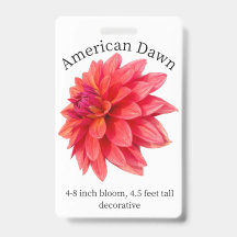 Amerikansk Dawn Dahlia ID-märkning