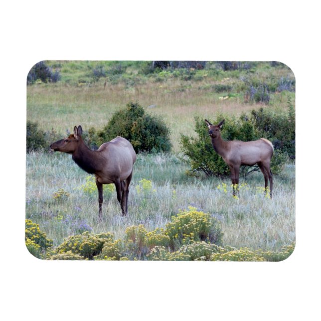 Amerikansk Elk | Colorado Magnet (Horisontell)