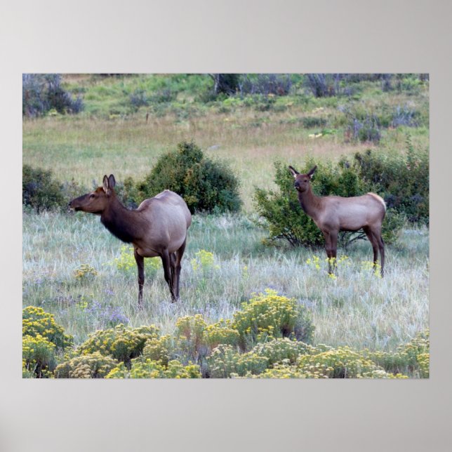 Amerikansk Elk | Colorado Poster (Framsidan)