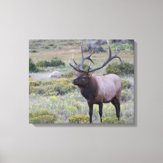 Amerikansk Elk | Rocky National Park, Colorado Canvastryck (Framsida)