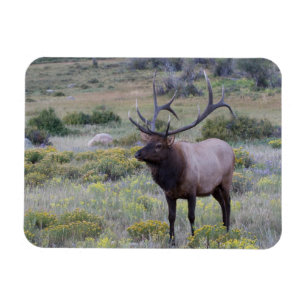 Amerikansk Elk Rocky National Park, Colorado Magnet
