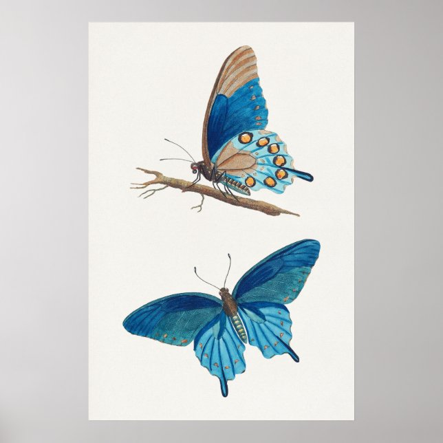 Amerikansk entomologi, fjärilar av Thomas Say Poster (Framsidan)