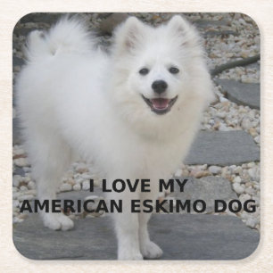 Amerikansk_Eskimåhund_kärlek med bild Underlägg Papper Kvadrat