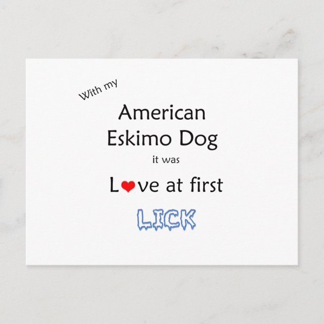 Amerikansk eskimo-Hund Slickar design Vykort (Framsida)