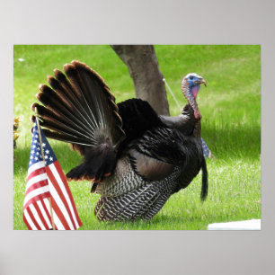 Amerikansk fågelVild Tom Turkiet Poster