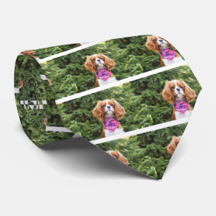 Amerikansk flagg Cavalier King Charles Spaniel Val Slips