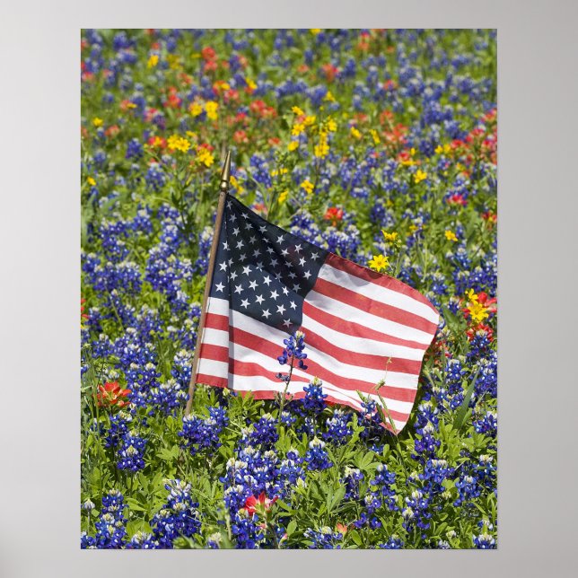 Amerikansk flagga i fält med blåbonor, poster (Framsidan)