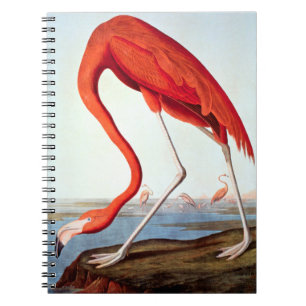 Amerikansk flamingo anteckningsbok med spiral