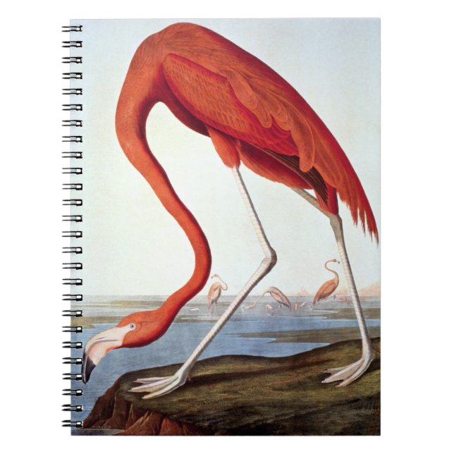 Amerikansk flamingo anteckningsbok med spiral (Framsidan)