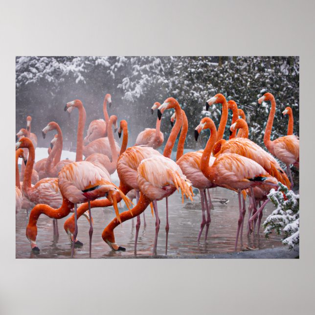 Amerikansk flamingo, färgglad fågel,   poster (Framsidan)