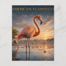 Amerikansk Flamingo Kustlagun DJUR