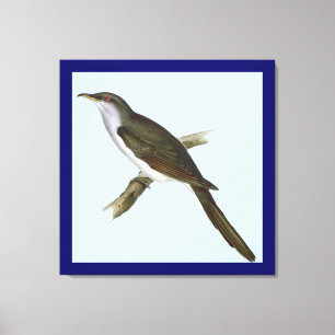 Amerikansk gökfågel Canvas Print