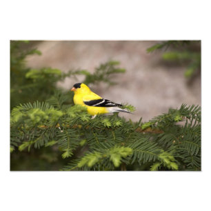 Amerikansk Goldfinch-man i träd Fototryck