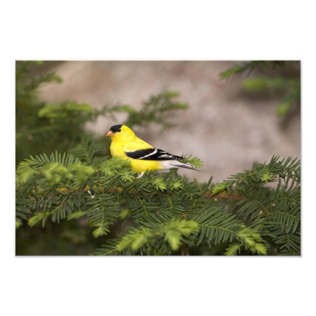 Amerikansk Goldfinch-man i träd Fototryck (Framsidan)