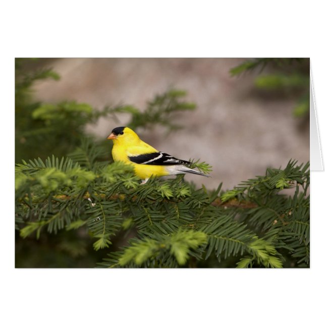 Amerikansk Goldfinch-man i träd Hälsningskort (Framsidan Horizontal)