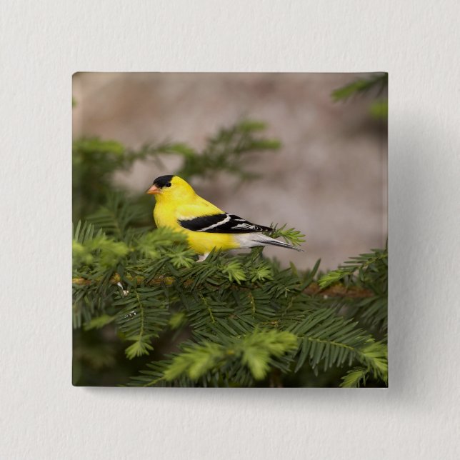 Amerikansk Goldfinch-man i träd Knapp (Framsida)