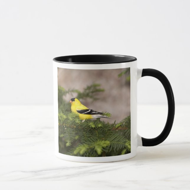 Amerikansk Goldfinch-man i träd Mugg (Höger)