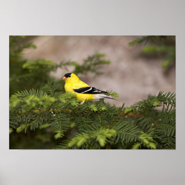 Amerikansk Goldfinch-man i träd Poster (Framsidan)